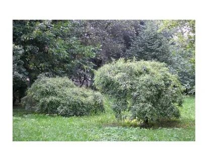 Ива белая карликовая