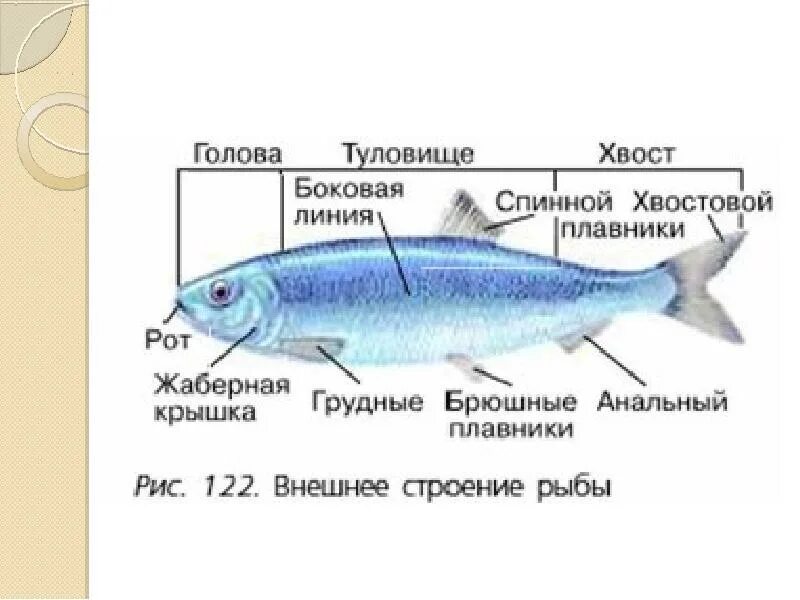 Внешнее строение сельдеобразных рыб. Внешнее строение селедки. Наружные и внутреннее строение рыб. Сельдевые строение. Передвижение рыб 7 класс биология лабораторная работа