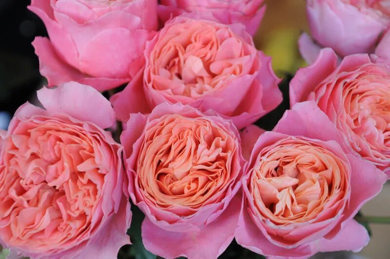 Lava rose. Колеус lava rose. Lava rose. Роза флорибунда love song. Роза ловес ми.