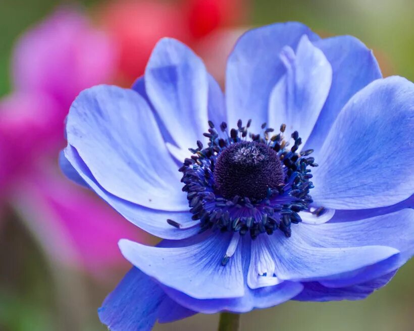 Анемон 1. Анемоны блу. анемона корончатая (anemone coronaria). ветреница синяя. анемона голубая.