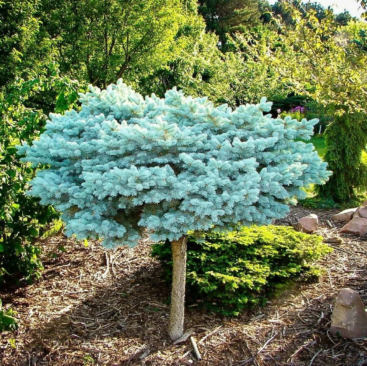 Глаука Глобоза. Ель Глаука Глобоза. Ель колючая (Picea pungens glauca globosa). Picea pungens glauca globosa ель колючая Глаука Глобоза. Ель колючая глобоза