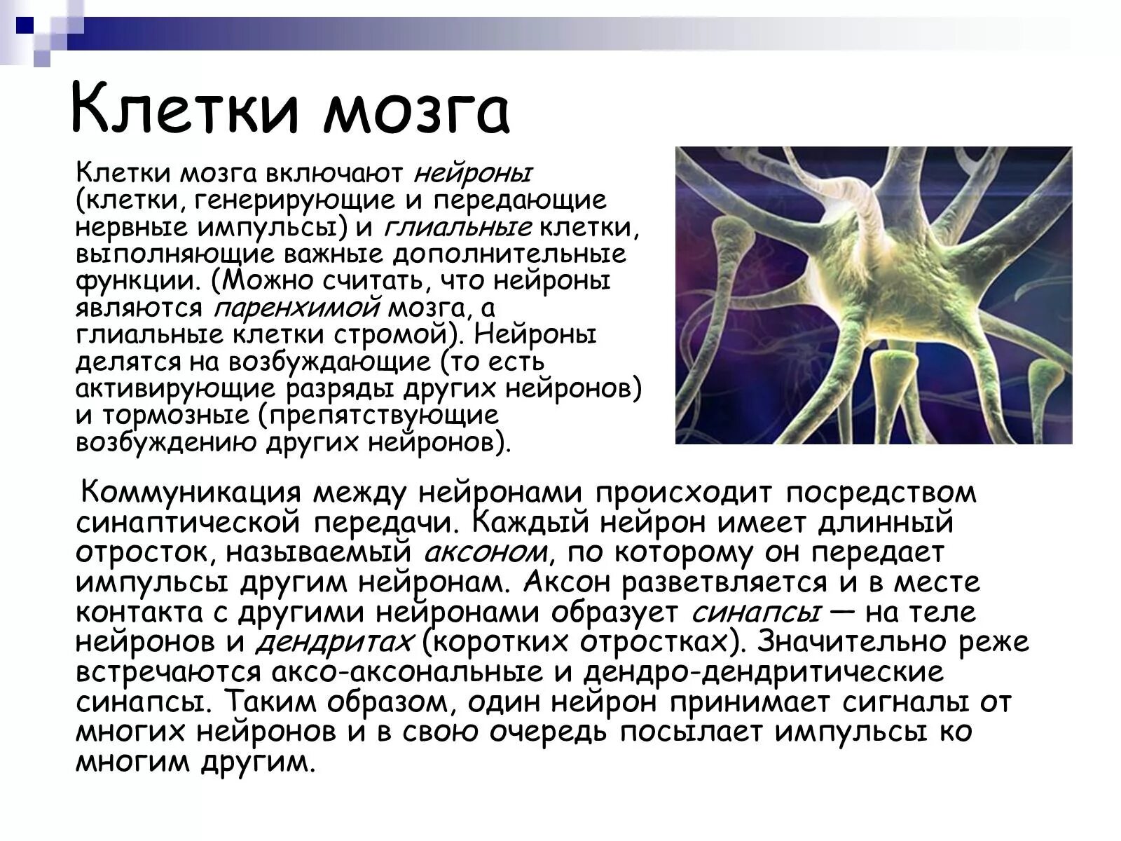 Плотность нервных клеток в мозге является особенностью. Клетки мозга. количество нейронов в головном мозге. количество нейронов в мозге человека. клетки мозга включают нейроны и глиальные клетки,.
