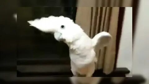 Видео попугай танцует под