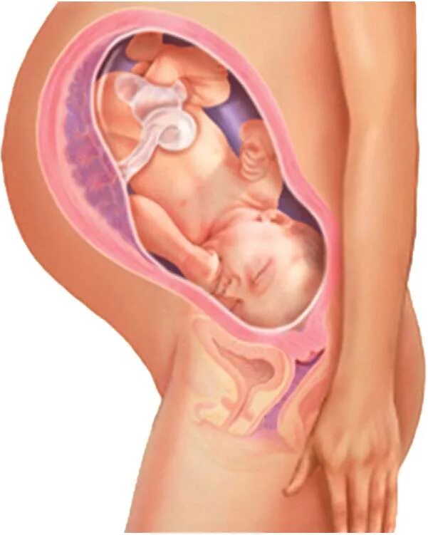 Расположение ребенка в утробе. Расположение ребенка в животике. Ребенок расположен справа
