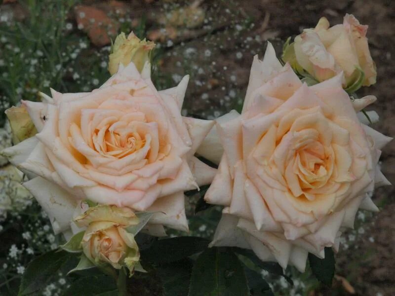 ванилла мейдиланд (vanilla meidiland). роза флорибунда ванилла. роза чайно-гибридная ванилла. роза флорибунда ванилла. роза флорибунда ванилла.