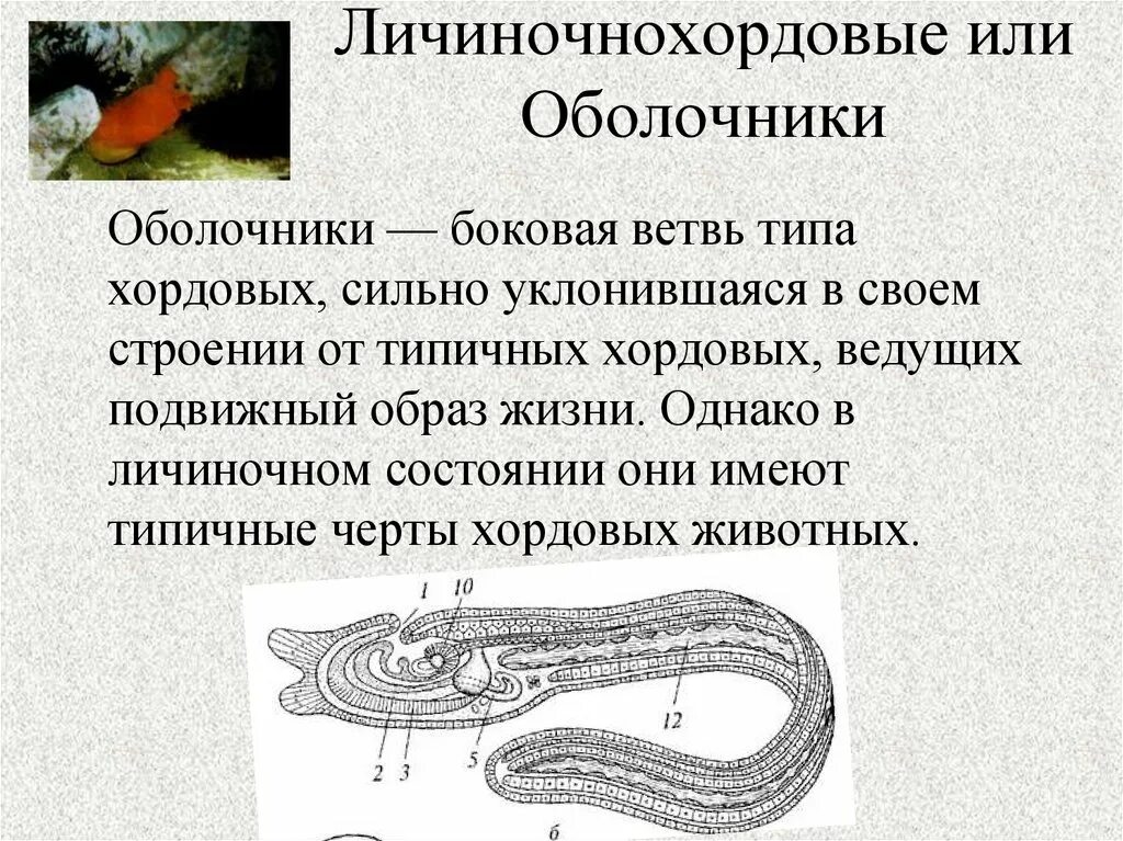Сообщение о личиночно хордовых. Оболочники личинохордовые. представители оболочников хордовых. оболочники общая характеристика кратко. подтип личиночнохордовые общая характеристика.