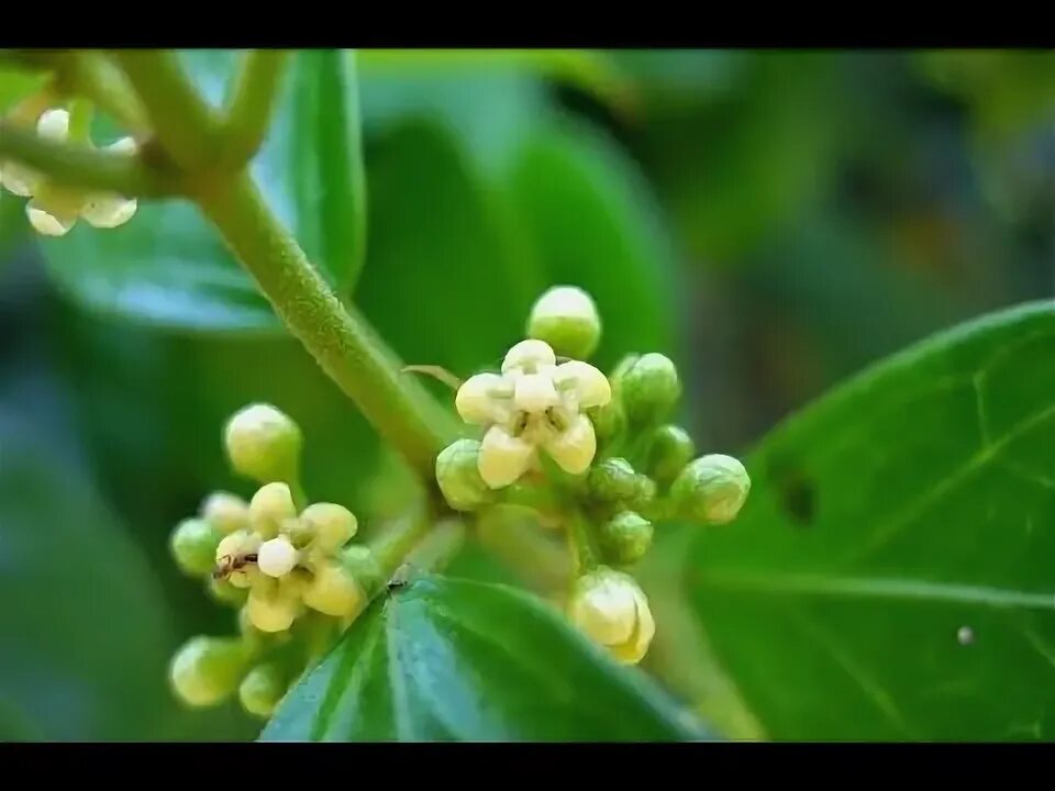 gudmar (Marathi: गुडमार) * JIM-nee-muh ? -- Greek: gymnos . Flickr