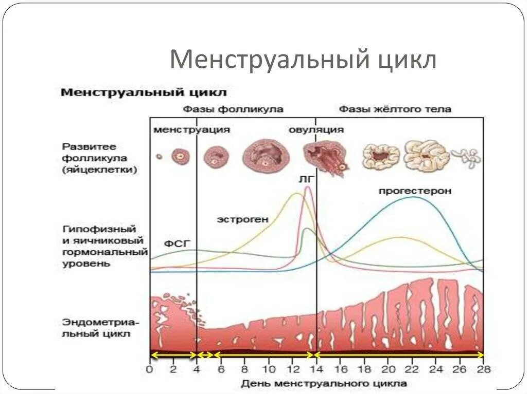 Что происходит во время месячных. Что происходит во время месячных