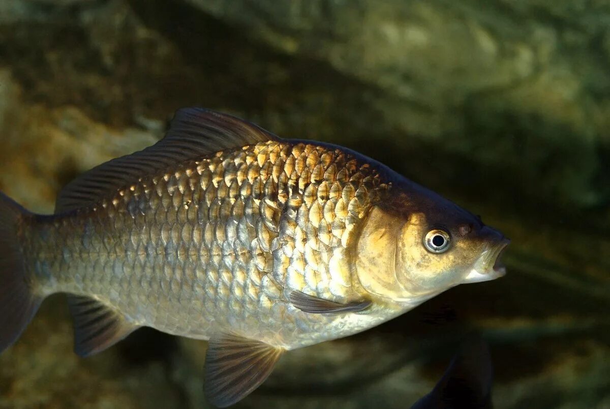 Карась золотой Carassius Carassius. Серебряный карась - Carassius auratus gibelio. Золотой (обыкновенный) карась Carassius Carassius. Карась Буффало. Живая рыба карась