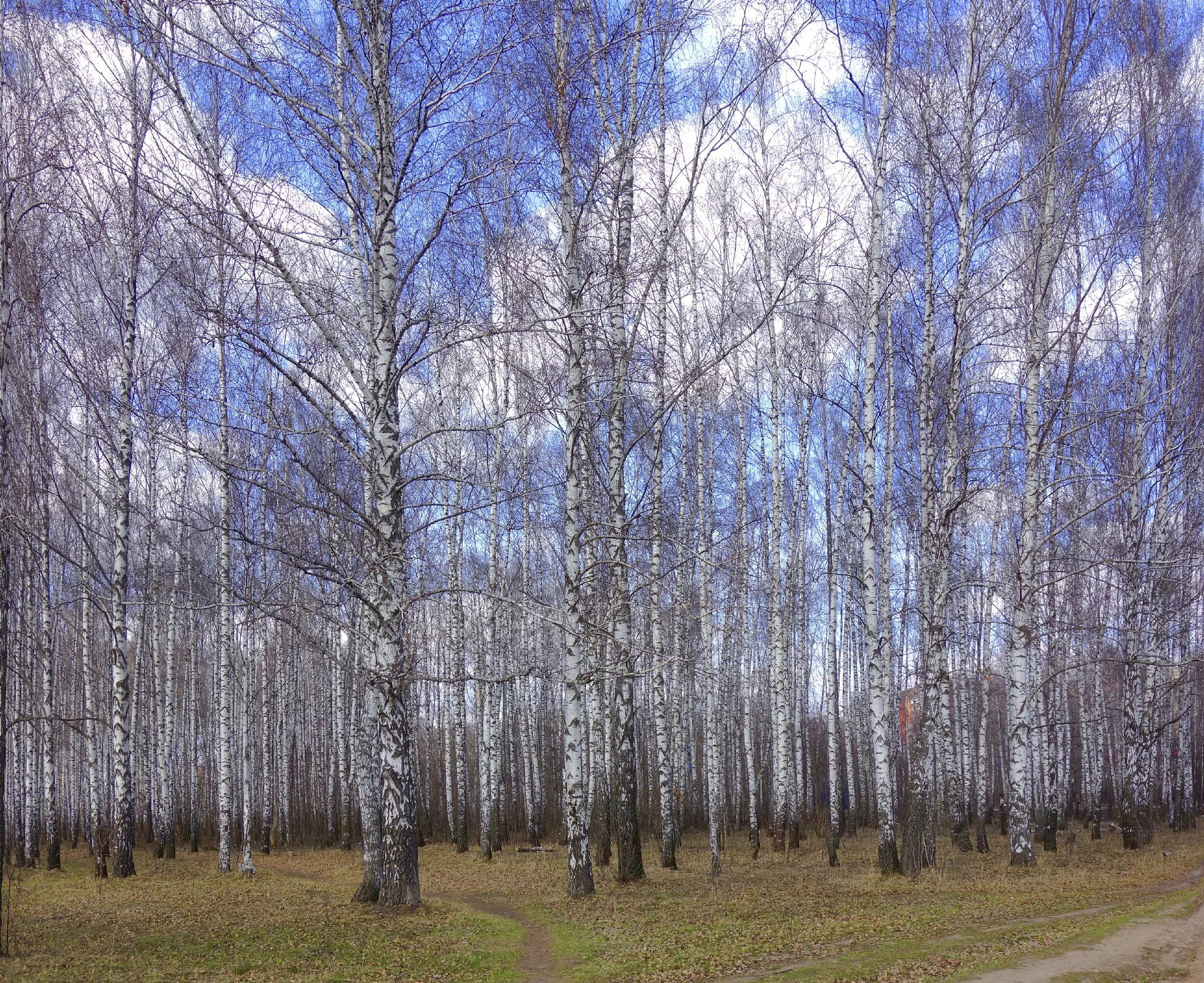 Березовая роща Бишкек. Весенняя Березовая роща. Березовый лес.