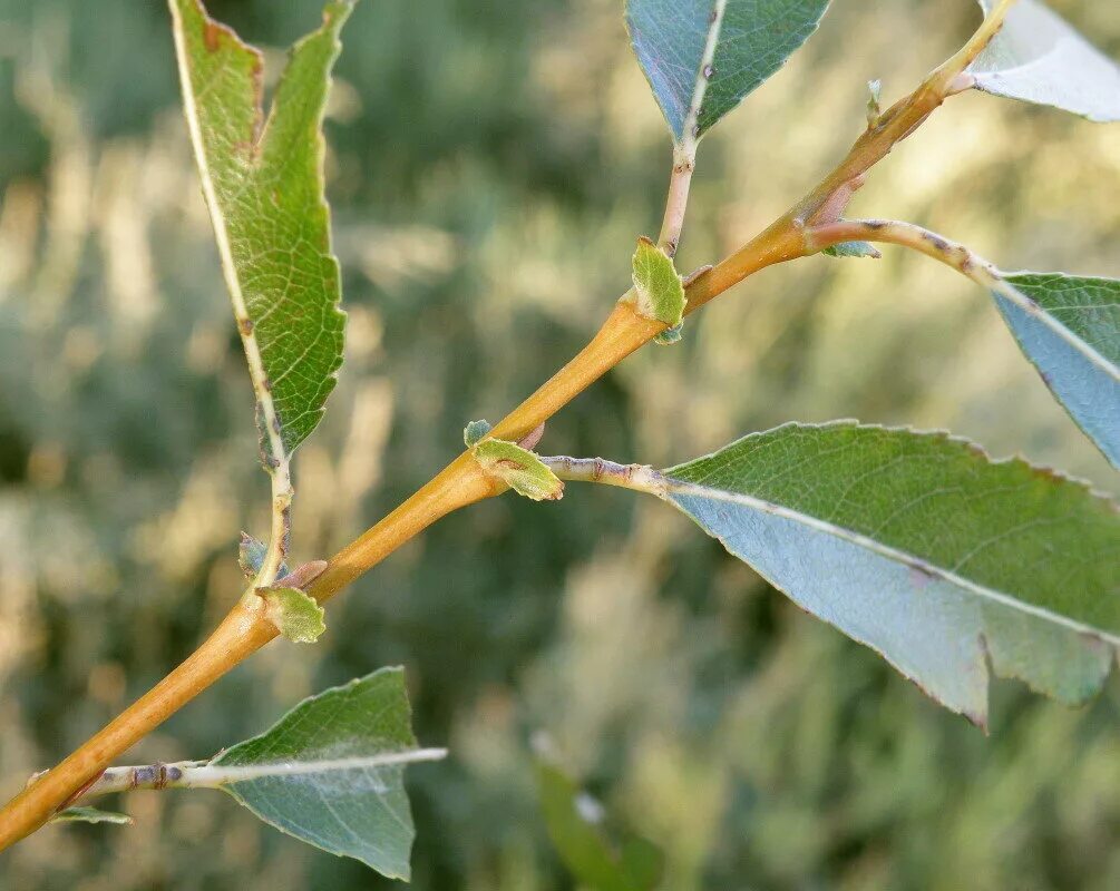 Salix Aurita. Salix dasyclados. Ива ломкая побег. Ива ломкая ветвь. Форма листа ивы