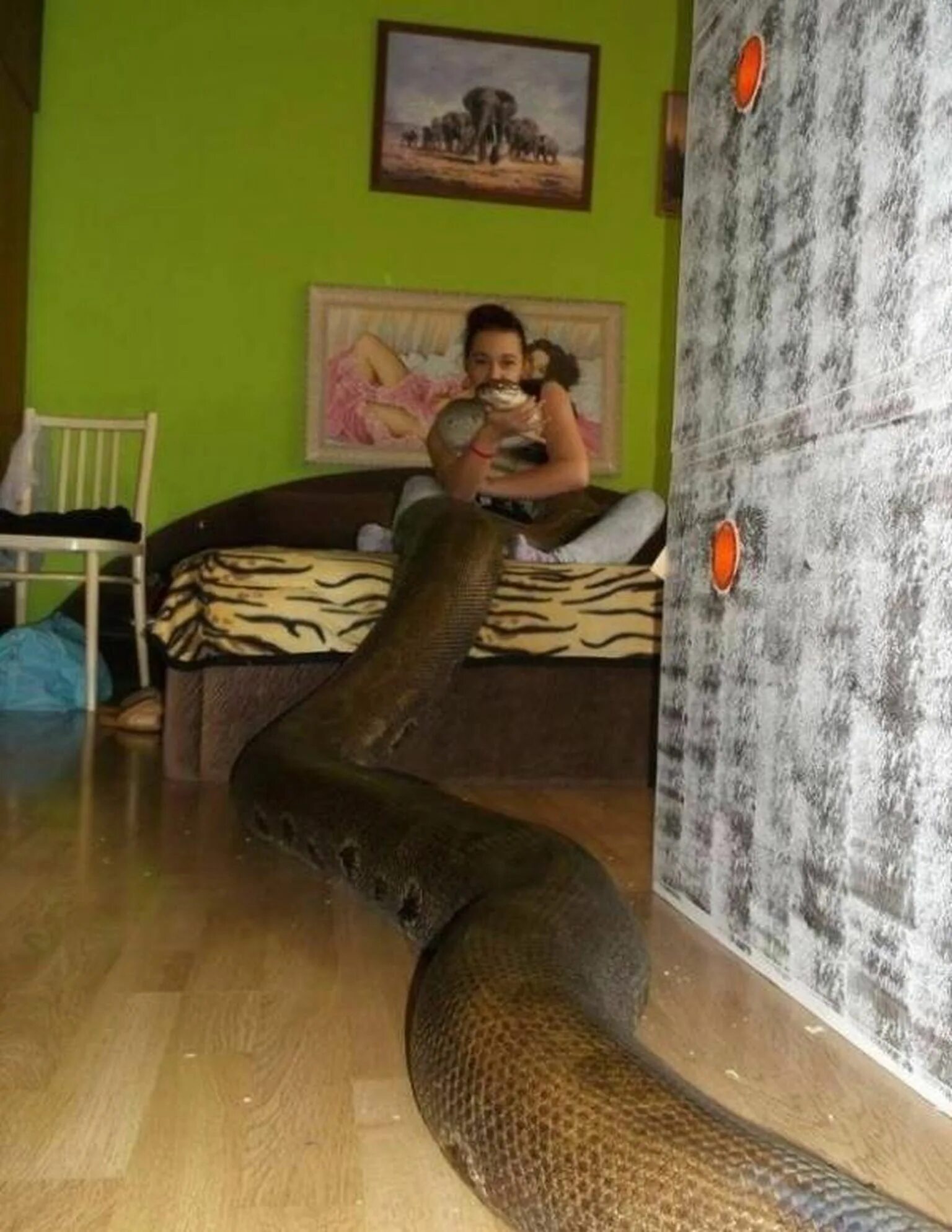 Какую змею завести. Змея в квартире. Змеи в доме. Комната для змеи. Большая змея в доме.
