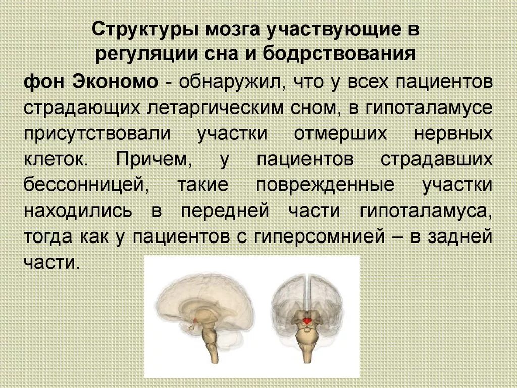 Скорость нервной регуляции. Нервная регуляция сна. Нервная регуляция сна. Механизмы регуляции цикла сон-бодрствование. Гамк медиатор сна.