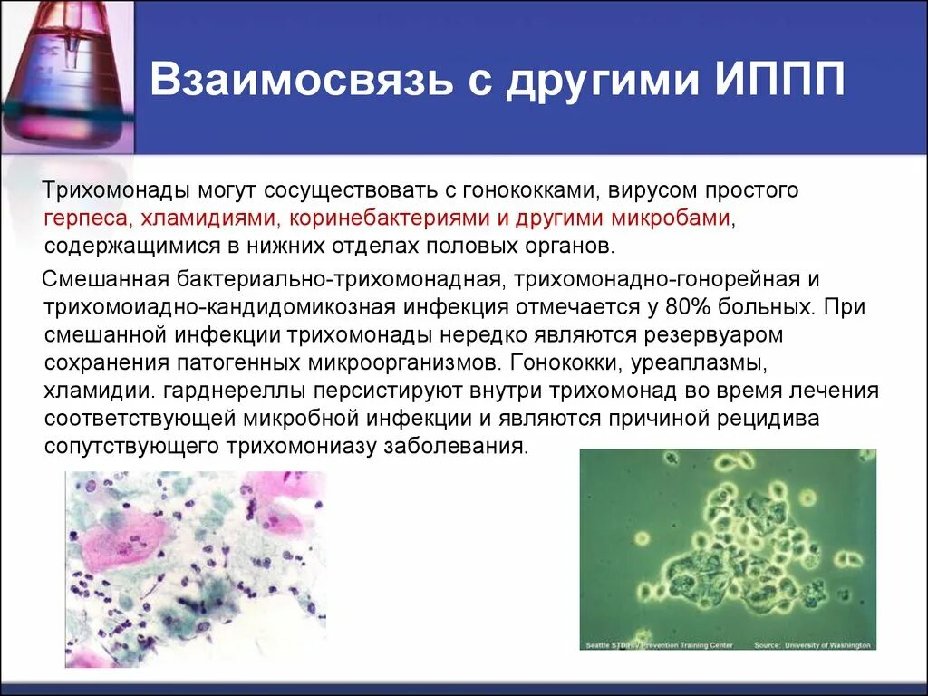 Трихомонады в мазке у женщин. Причины, что это такое, откуда, фото, лечение