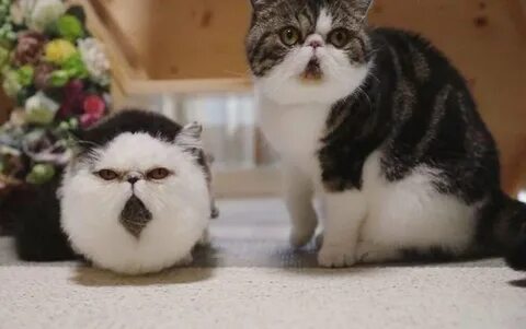 Кот зу