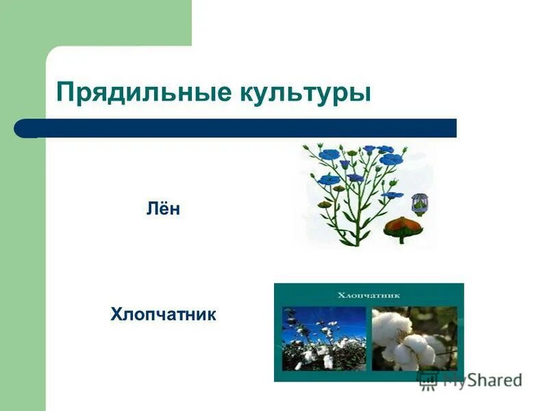 К прядильным культурам относятся. Прядильные: хлопчатник, лён.. Прядильные растения примеры 2 класс. Прядильные культуры культуры. Хлопчатник Прядильная культура.