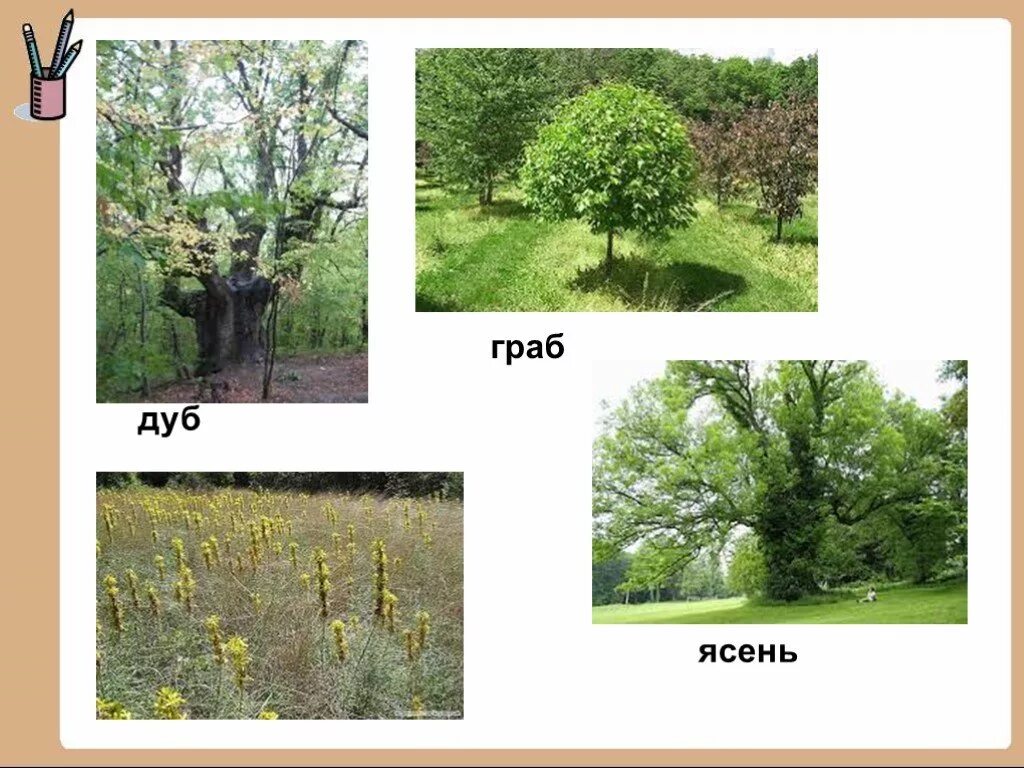 вяз бук граб отличия. липа бук граб каштан вяз. клен каштан береза липа дуб красный клен сосна. граб турчанинова. граб, вяз, бук листья.
