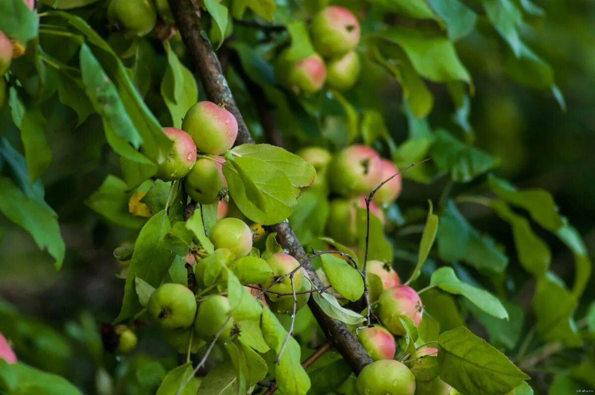 Яблоки дикая яблоня. Яблоня Лесная Malus Sylvestris. Яблоня Лесная (Дикая) (Malus Sylvestris). Яблоня Лесная (дичок). Яблоня дичка.