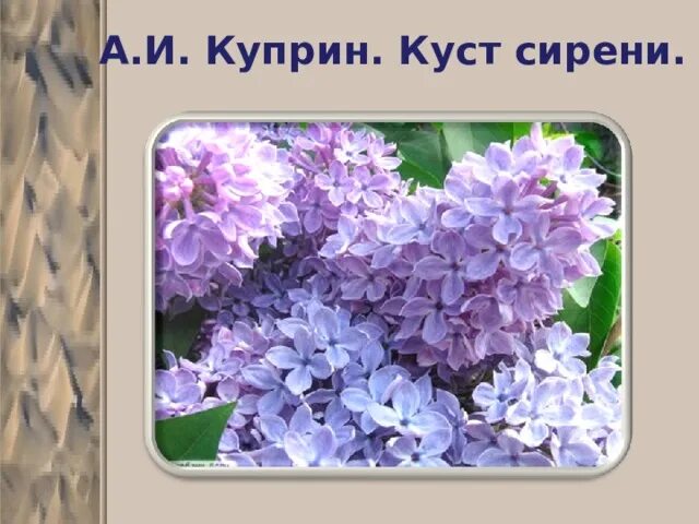 Куст сирени краткое содержание для итогового. Куприн сиреневый куст. Куприн сирень. Куст сирени Куприн. Алмазов куст сирени.