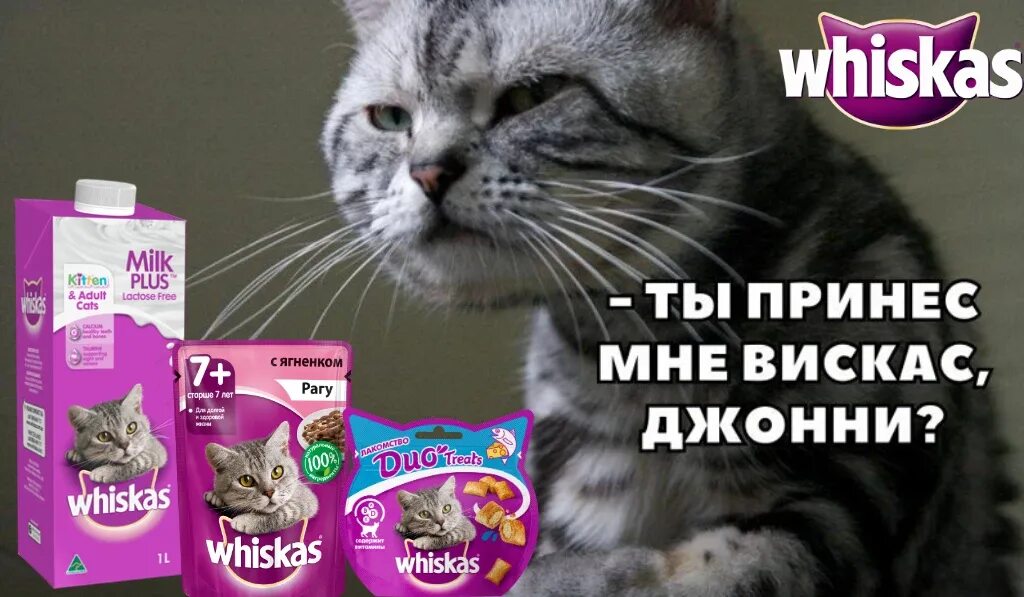 Музыка из рекламы вискас. Вискас. Кошка вискас. Whiskas кот. Реклама вискас с котенком.