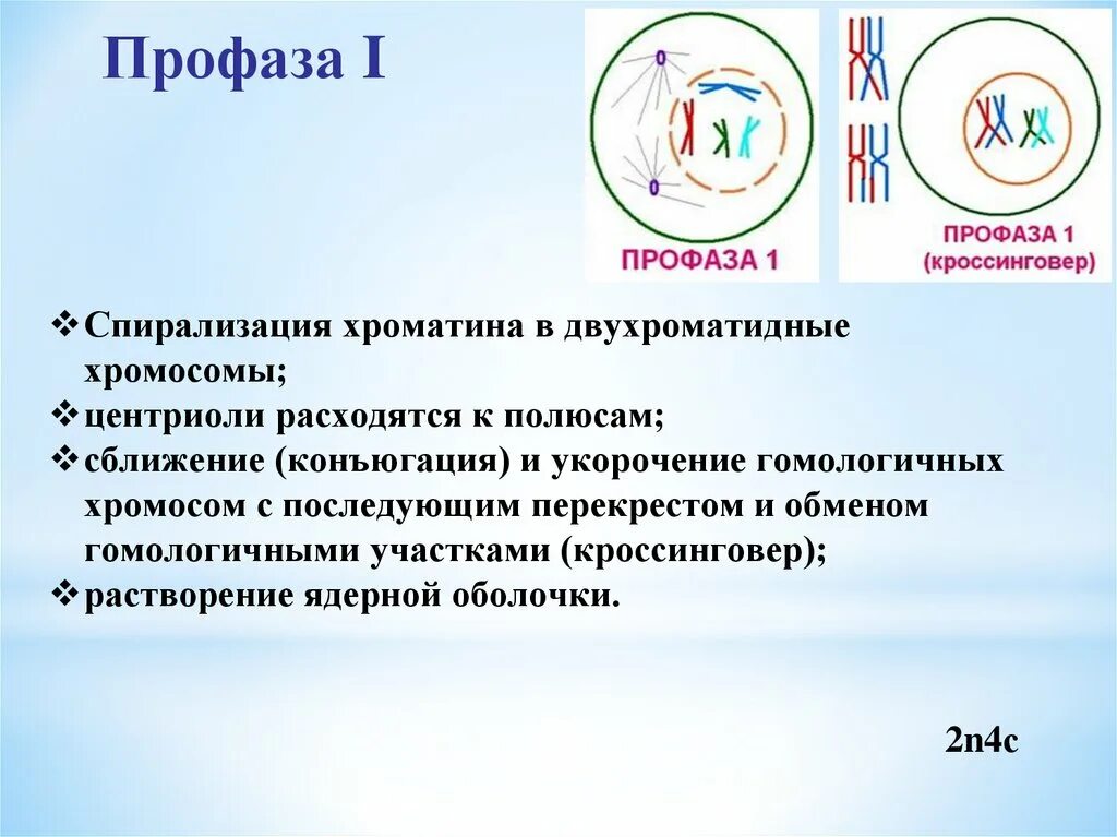 Образование двухроматидных хромосом спирализация хромосом. Конъюгация профаза 1. Конъюгация в профазе. Профаза спирализация хромосом. Профаза мейоза 1.