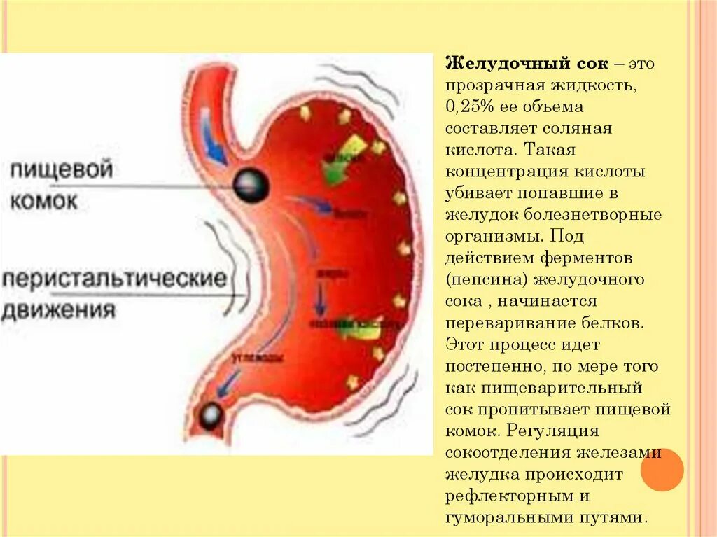 Склеивание пищевого комка. Желудочный сок образуется:. Образование желудочного сока. Желудочный сок и пищеварение.