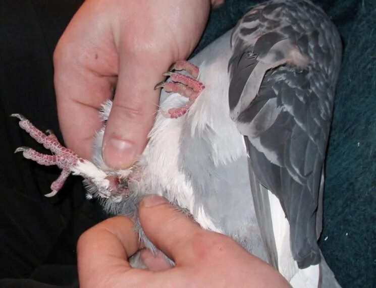 Копулятивный орган у птиц. Лапка голубя