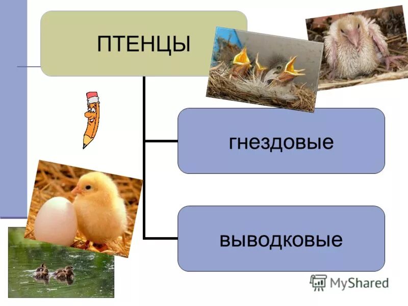 Определите тип развития птенцов. Выводковые и гнездовые. Выводковые и птенцовые птицы. Выводковые птенцы. Гнездовые птенцовые и выводковые.