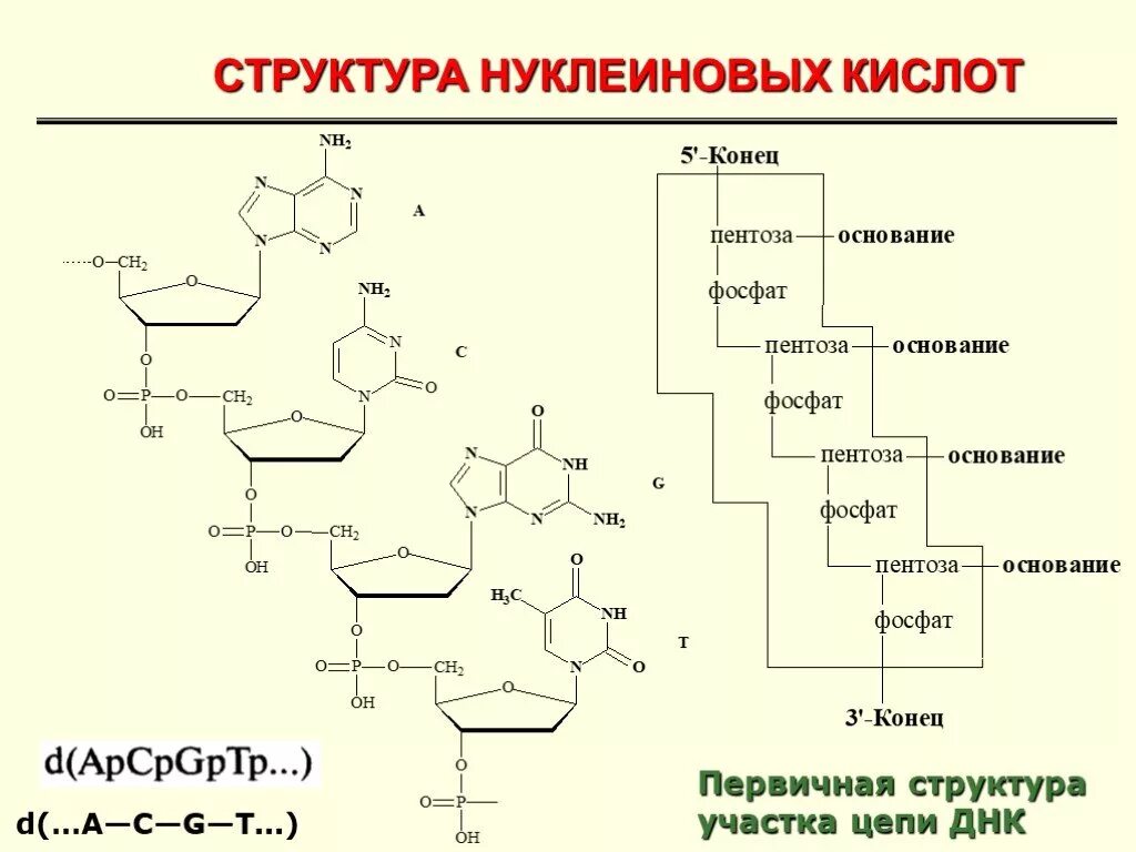 Первичная структура участка цепи ДНК. 4 Уровня структурной организации нуклеиновых кислот. Нуклеиновые кислоты строение химия. Первичная структура нуклеиновых кислот ДНК.