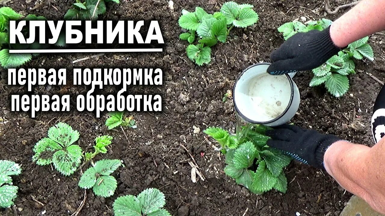 Обработка и подкормка клубники весной. Обработка клубники. Подкормка клубники. Первая подкормка клубники весной. Подкормка земляники весной первая.