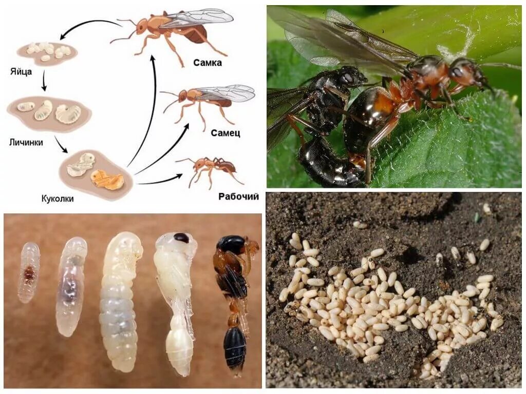 Яйца личинки куколки муравьев. Муравьи яйца личинки куколки. Рыжие Лесные муравьи самцы и самки. Стадия развития муравья яйцо личинка.