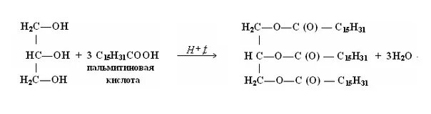 Реакция образования жира. Синтез жира из пальмитиновой кислоты и глицерина. Триглицерид пальмитиновой кислоты получение. Синтез жира на основе стеариновой кислоты реакция. Пальмитиновая кислота гидролиз жиров.