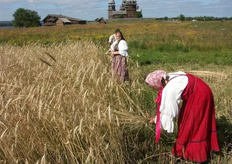 Жатва. Уборка урожая серпом. Сбор урожая крестьяне. Русские крестьяне в поле. Жито жала