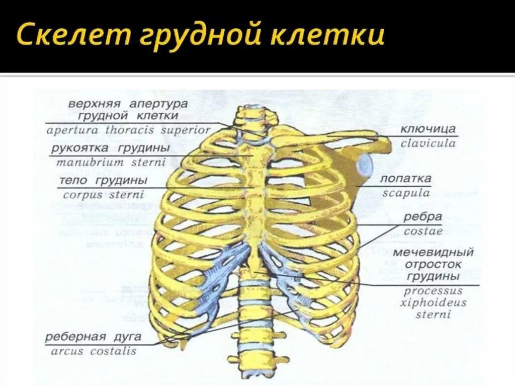 Какое строение грудной клетки. Строение костей грудной клетки. Строение грудной клетки мужчины спереди. Грудная клетка вид спереди название костей. Грудная клетка (скелет, соединение костей, мышцы)..