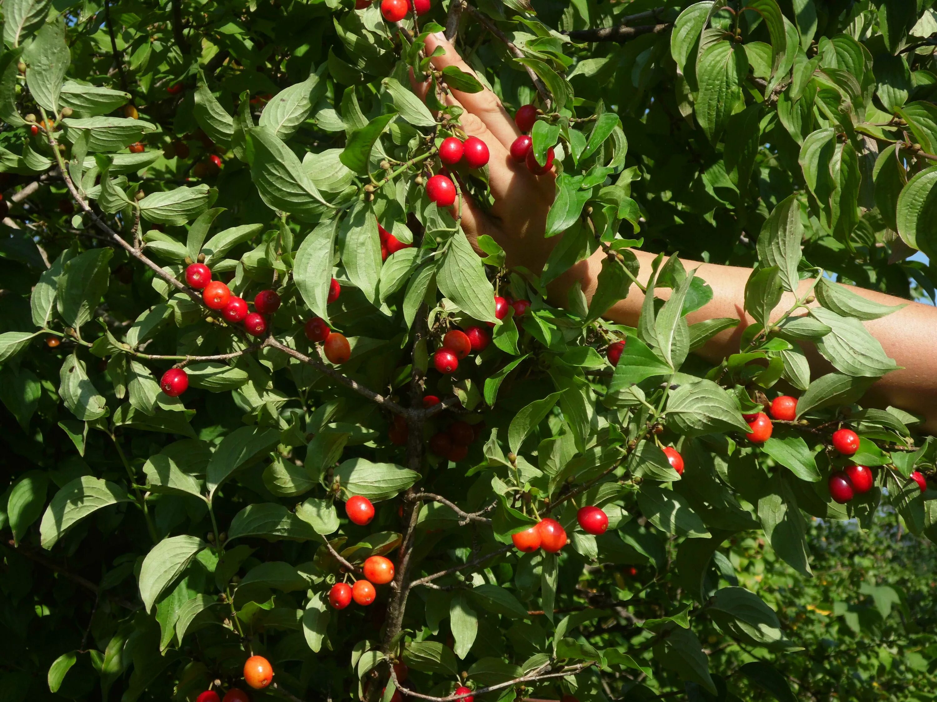 Кизил куст. Кизил куст с ягодами. Кизил обыкновенный. Кизил куст. Cornus mas l.