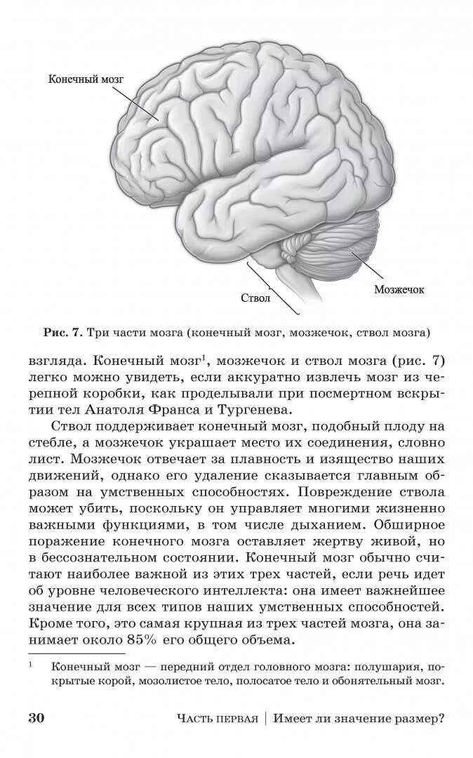 Книга лабиринты мозга