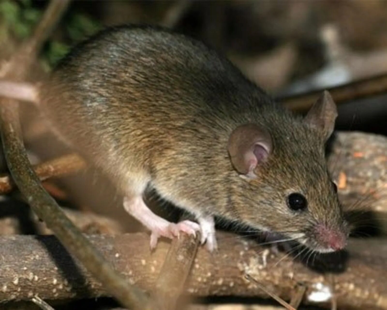 Мышь коре. Геморрагическая лихорадка Грызуны. Мышь полевка и ГЛПС. ГЛПС мышки. Мышиная лихорадка.