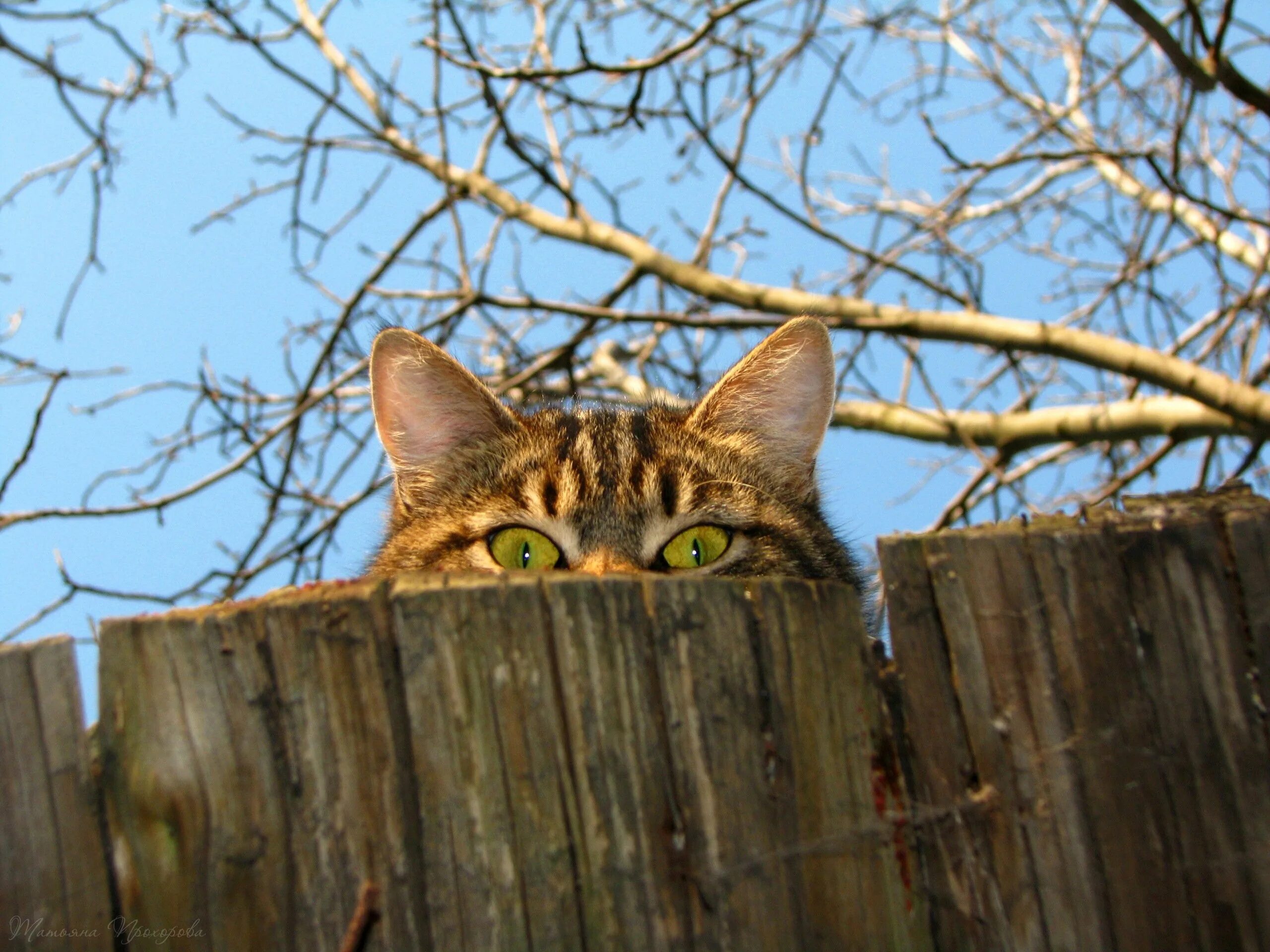 Сесть кота. Деревенские коты. Деревенский красивый кот. Красивый кот. Котята в деревне.