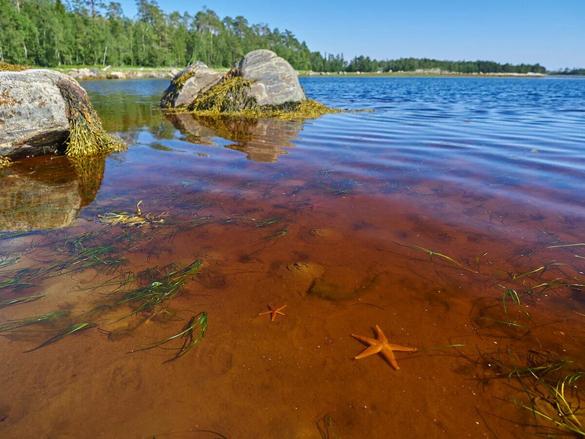 Карелия купаться. Белое море Карелия. Северная Карелия берег белого моря. Сальнаволок Беломорск. Пляжи белого моря в Карелии.