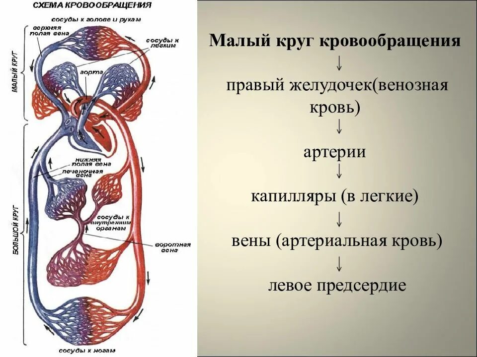 Кровь поступает в легкие по сосудам круга. Схема малого круга кровообращения. Круги кровообращения сердца схема. Круги кровообращения презентация. Большой круг кровообращения схема.