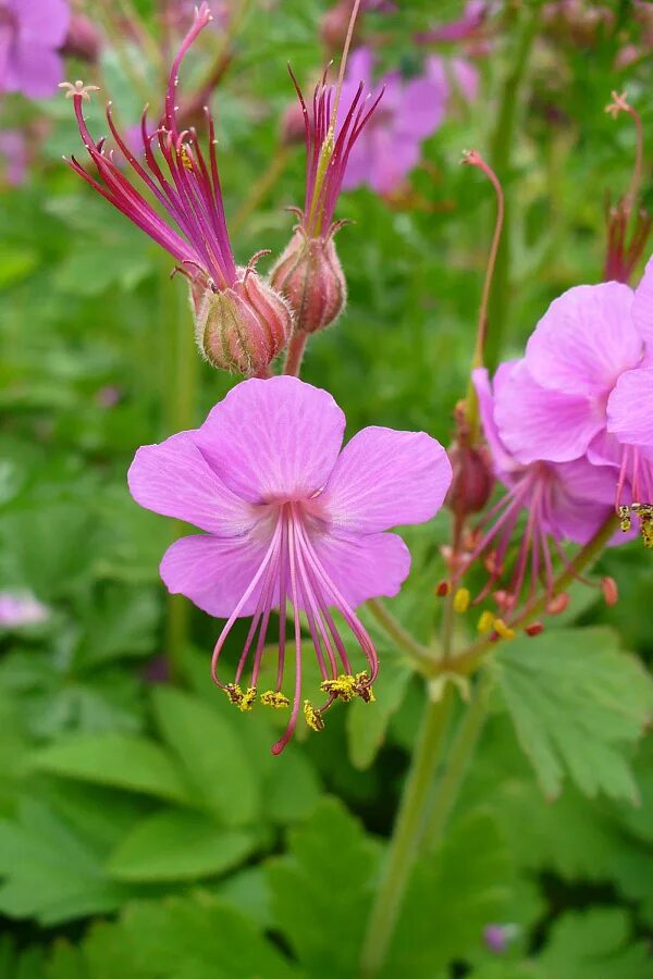Герань крупнокорневищную. Герань крупнокорневищная bevan&#039;s variety. герань geranium macrorrhizum. герант крупно корневищная. герань крупнокорневищная (geranium macrorrhizum `spessart`).