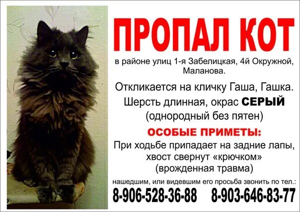 Объявление о пропаже кошки образец 3 класс. Объявление о пропаже кота. объявление о пропаже кота образец.