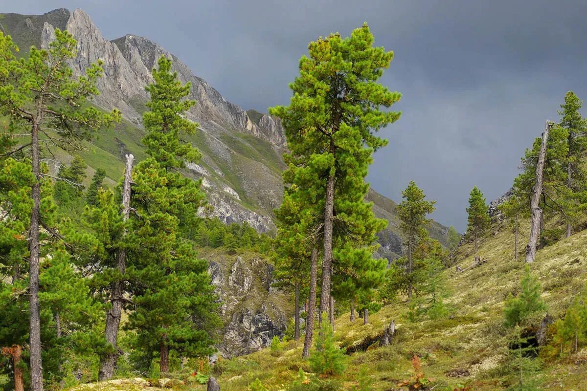 какие деревья в заповеднике. кедровые леса алтайский заповедник. какие деревья в заповеднике. сосна в лапландском заповеднике. заповедник белогорье флора.