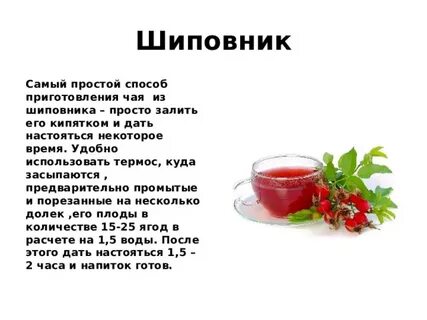 Сколько пить шиповник