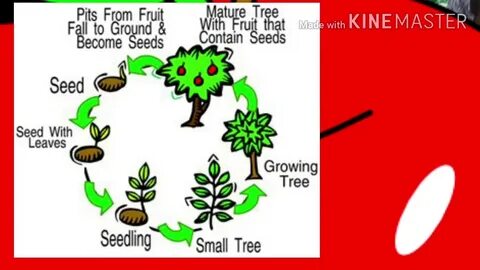 How many leaves