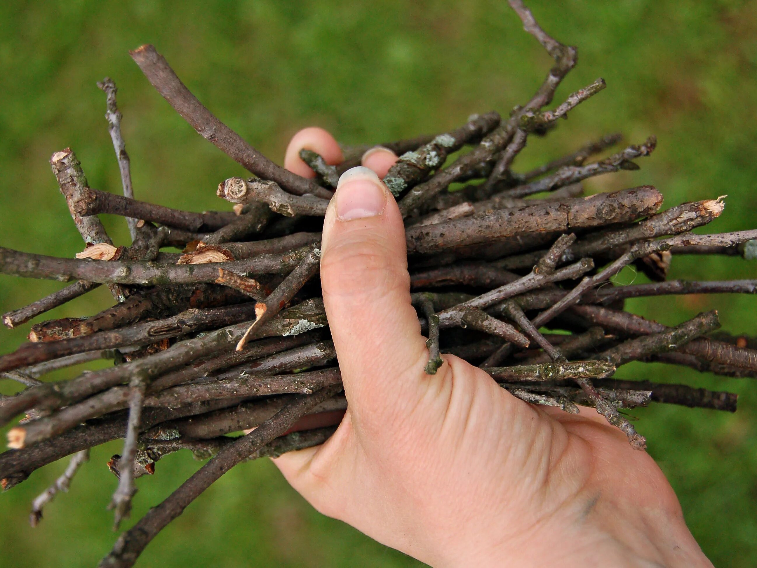 трещали сухие листья хворост и серые тени. хворост ветки. спиленные ветки деревьев. хворост ветки. трещали сухие листья хворост и серые тени.