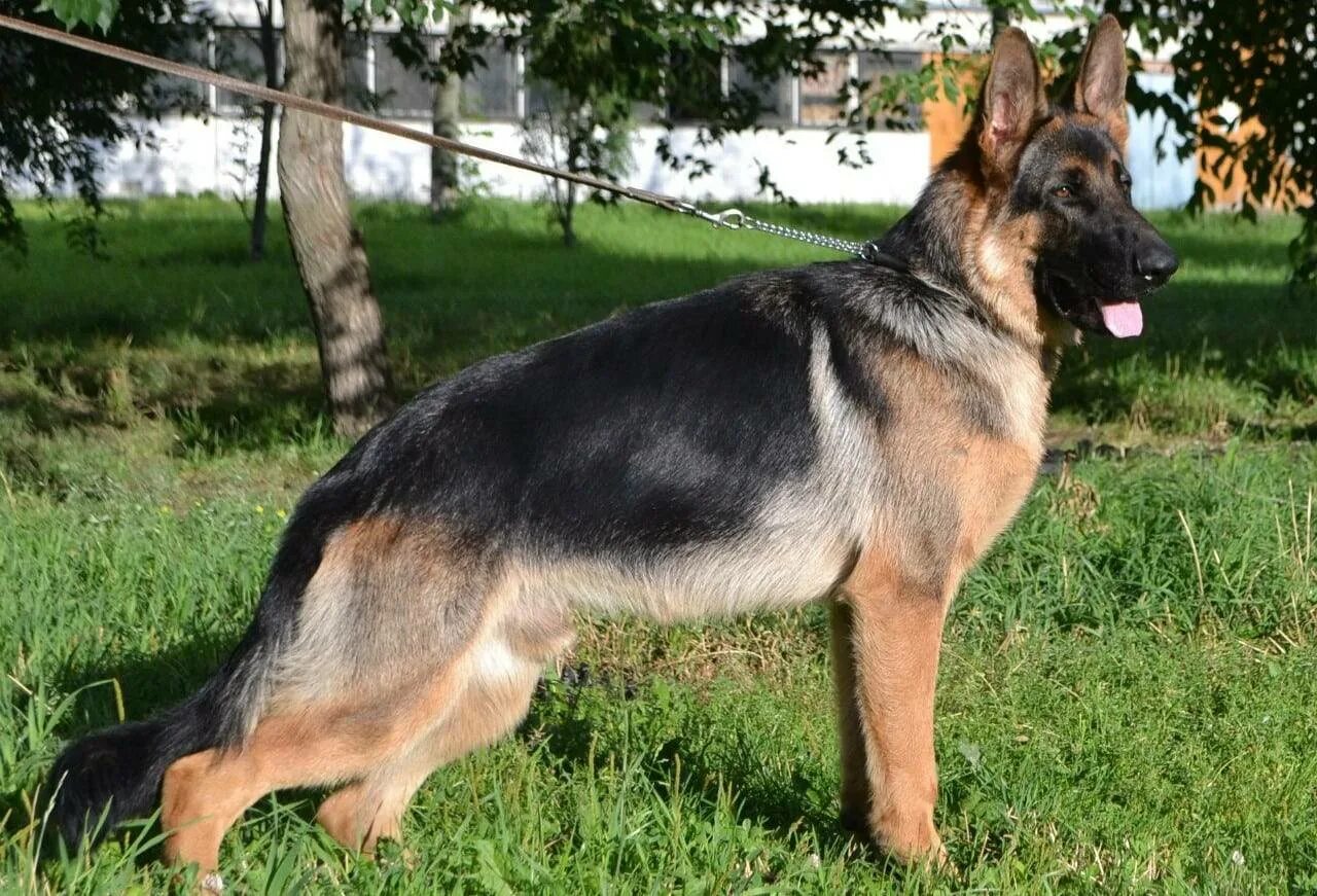 Овчарка подросток. Немецкая овчарка шеферд. Как назвать щенка овчарку. Немецкая овчарка щенок девочка. Крашская овчарка щенок.