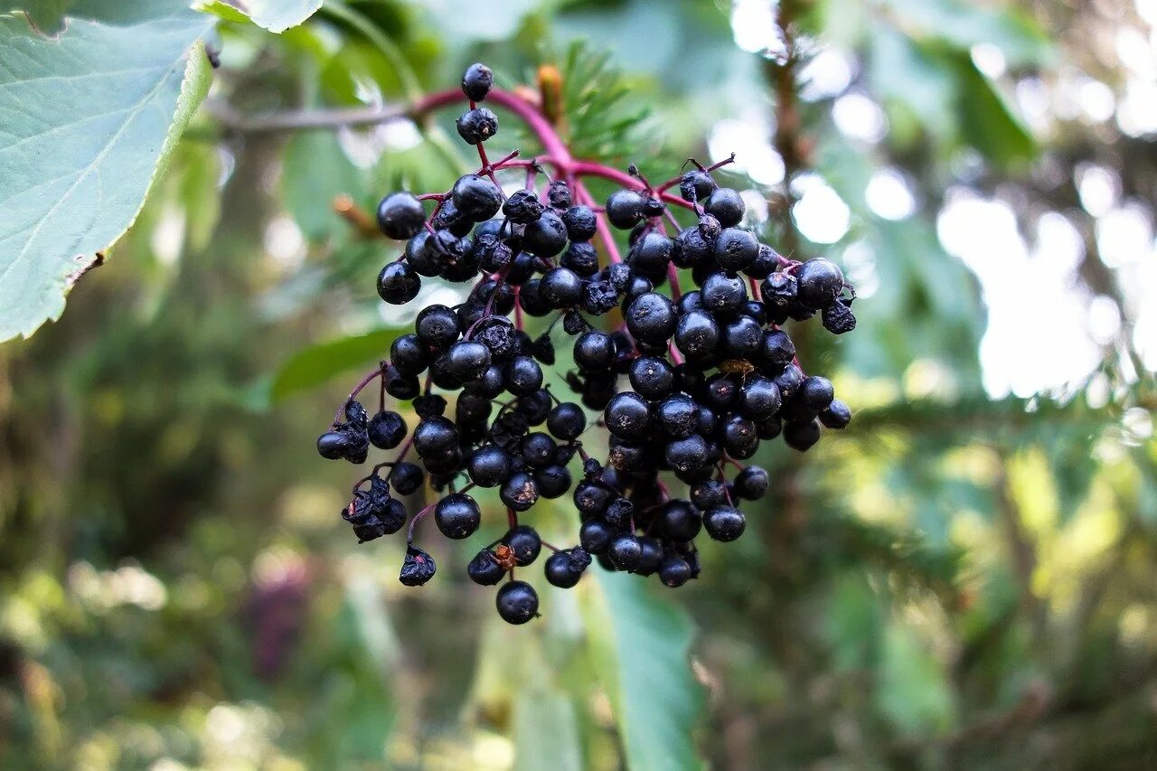 Маленькие черные ягоды. Elderberry Бузина. Бузина черная куст с ягодами. Бузина канадская. Бузина черная плоды.