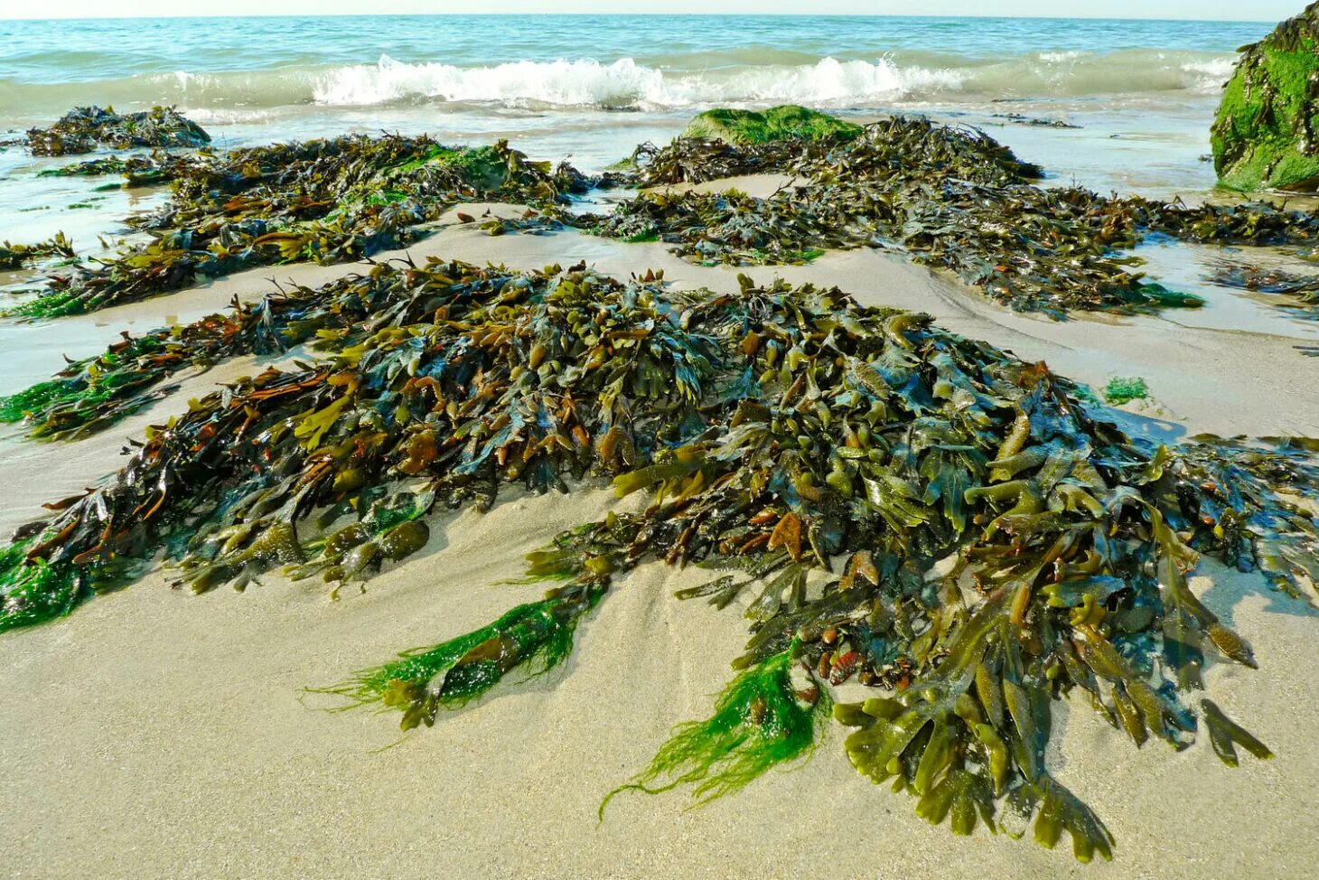 Цветущие водоросли. Морская капуста ламинария. Бурые водоросли ламинария. Морская капуста Японика. Ламинария Японика.