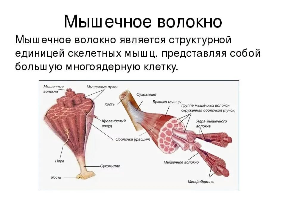 Биология 8 класс строение и функции скелетных мышц. Строение скелетной мышцы 8 класс биология. Строение мышц 8 класс биология. Строение скелетной мышцы 8 класс. Структура и функция мышц